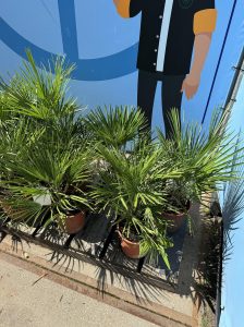 Palme - Chamaerops humilis - 60 cm