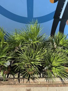 Palme - Chamaerops humilis - 60 cm