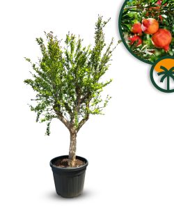 Granatapfelbaum - Punica granatum XL - 200 cm