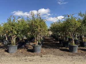 Granatapfelbaum - Punica granatum XL - 200 cm
