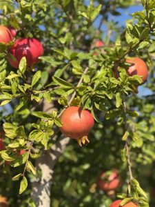Granatapfelbaum - Punica granatum XL - 200 cm