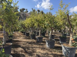 Granatapfelbaum - Punica granatum XL - 200 cm
