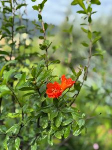 Granatapfelbaum - Punica granatum XL - 200 cm