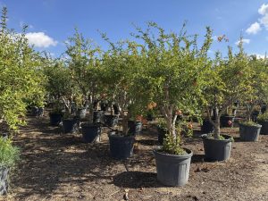Granatapfelbaum - Punica granatum XL - 200 cm