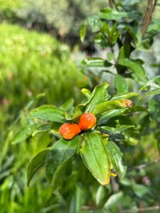 Granatapfelbaum - Punica granatum XL - 200 cm