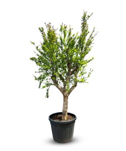 Granatapfelbaum - Punica granatum XL - 200 cm