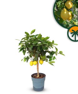 Zitronenbaum - Citrus limon - 90 cm
