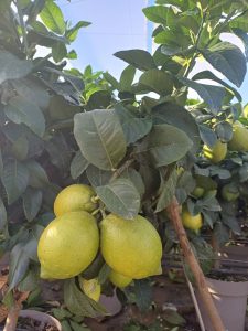 Zitronenbaum - Citrus limon - 90 cm