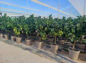Zitronenbaum - Citrus limon - 90 cm
