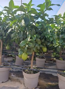 Zitronenbaum - Citrus limon - 90 cm