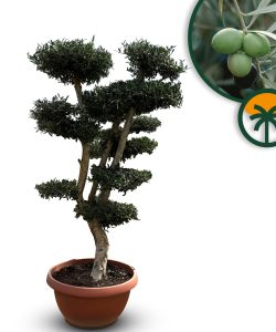 Olivenbaum Pom-Pon - Olea europaea - 200 cm