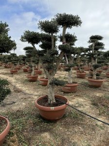 Olivenbaum Pom-Pon - Olea europaea - 200 cm