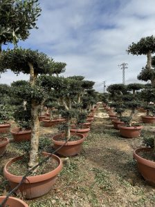 Olivenbaum Pom-Pon - Olea europaea - 200 cm