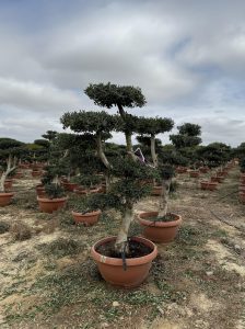 Olivenbaum Pom-Pon - Olea europaea - 200 cm