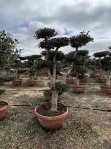 Olivenbaum Pom-Pon - Olea europaea - 200 cm