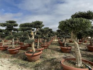 Olivenbaum Pom-Pon - Olea europaea - 200 cm