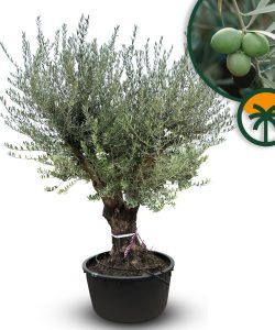 Olivenbaum verzweigt - Olea europaea - 90 Jahre - 240 cm