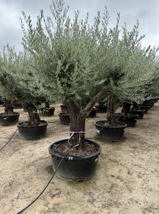 Olivenbaum verzweigt - Olea europaea - 90 Jahre - 240 cm