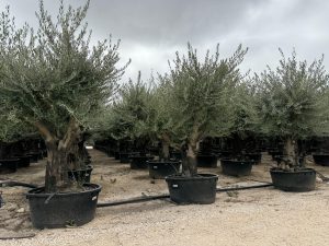 Olivenbaum verzweigt - Olea europaea - 90 Jahre - 240 cm