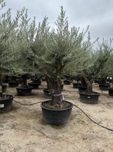 Olivenbaum verzweigt - Olea europaea - 90 Jahre - 240 cm