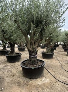 Olivenbaum verzweigt - Olea europaea - 90 Jahre - 240 cm