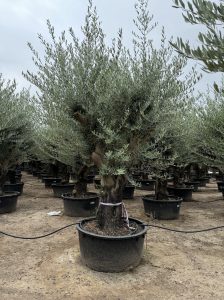 Olivenbaum verzweigt - Olea europaea - 90 Jahre - 240 cm