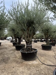Olivenbaum verzweigt - Olea europaea - 90 Jahre - 240 cm