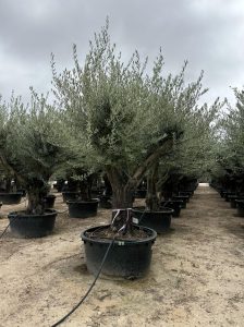 Olivenbaum verzweigt - Olea europaea - 90 Jahre - 240 cm
