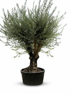 Olivenbaum verzweigt - Olea europaea - 90 Jahre - 240 cm