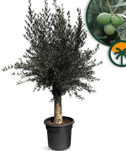 Olivenbaum - Olea europaea - 40 Jahre - 200 cm