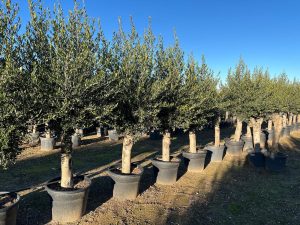 Olivenbaum - Olea europaea - 40 Jahre - 200 cm