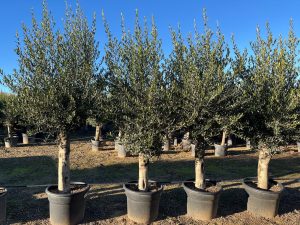 Olivenbaum - Olea europaea - 40 Jahre - 200 cm