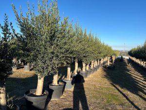 Olivenbaum - Olea europaea - 40 Jahre - 200 cm