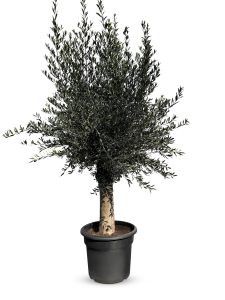 Olivenbaum - Olea europaea - 40 Jahre - 200 cm