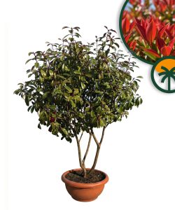 Photinia fraseri 'Red Robin' - mehrstämmig - 180 cm