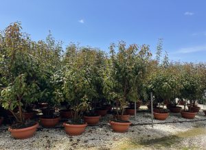 Photinia fraseri 'Red Robin' - mehrstämmig - 180 cm