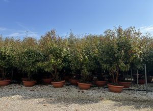 Photinia fraseri 'Red Robin' - mehrstämmig - 180 cm