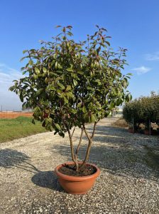 Photinia fraseri 'Red Robin' - mehrstämmig - 180 cm