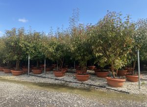 Photinia fraseri 'Red Robin' - mehrstämmig - 180 cm
