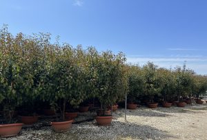 Photinia fraseri 'Red Robin' - mehrstämmig - 180 cm