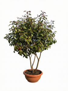 Photinia fraseri 'Red Robin' - mehrstämmig - 180 cm