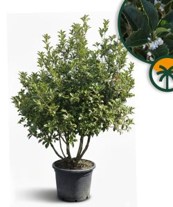 Sierhulst - Osmanthus aquifolium - mehrstämmig - 200 cm