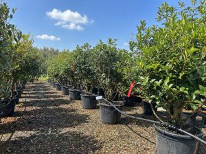 Sierhulst - Osmanthus aquifolium - mehrstämmig - 200 cm