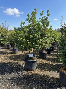 Sierhulst - Osmanthus aquifolium - mehrstämmig - 200 cm