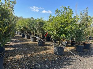Sierhulst - Osmanthus aquifolium - mehrstämmig - 200 cm