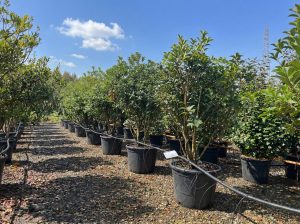 Sierhulst - Osmanthus aquifolium - mehrstämmig - 200 cm