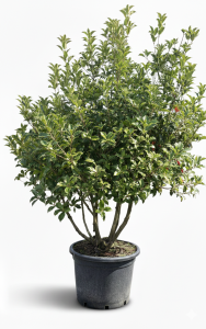 Sierhulst - Osmanthus aquifolium - mehrstämmig - 200 cm