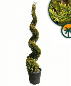 Leylandii - Cupressocyparis leylandii - Spirale - 240 cm