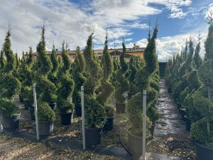 Leylandii - Cupressocyparis leylandii - Spirale - 240 cm