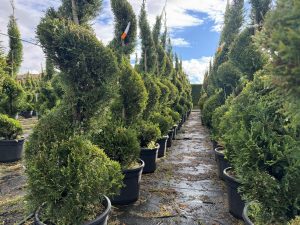 Leylandii - Cupressocyparis leylandii - Spirale - 240 cm
